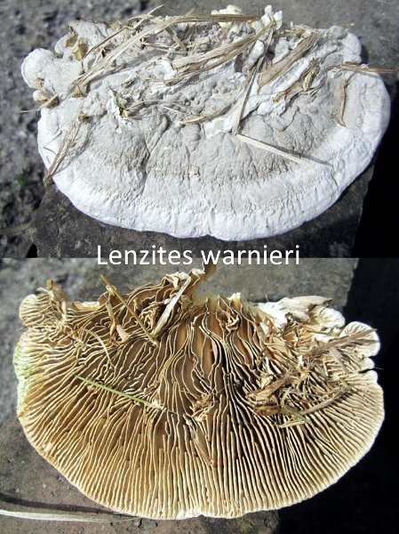 Cellulariella warnieri-amf1151.jpg - Cellulariella warnieri ; Syn1: Lenzites warnieri ; Syn2: Lenzites reichardtii ; Nom français: Lenzite baleine